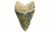 Fossil Megalodon Tooth - North Carolina #367922-2